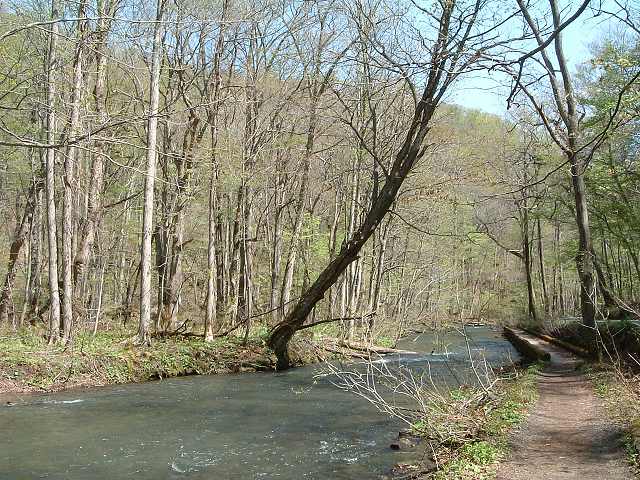 特別名勝・天然記念物・奥入瀬渓流４６の写真の写真
