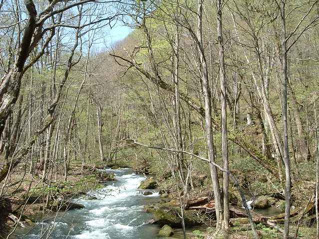 特別名勝・天然記念物・奥入瀬渓流４９の写真の写真
