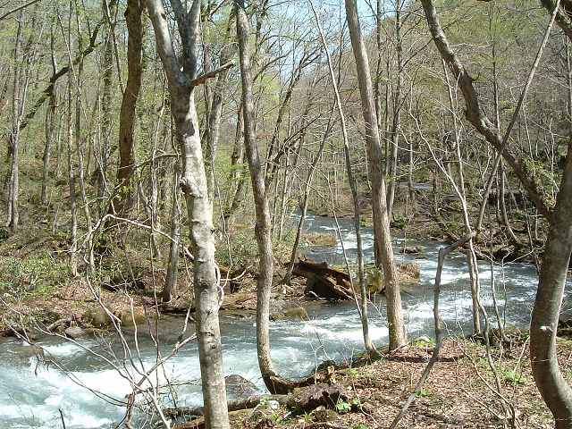 特別名勝・天然記念物・奥入瀬渓流５０の写真の写真
