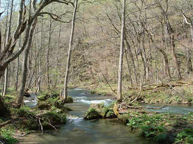 特別名勝・天然記念物・奥入瀬渓流５２の写真の写真