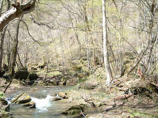 特別名勝・天然記念物・奥入瀬渓流５７の写真の写真