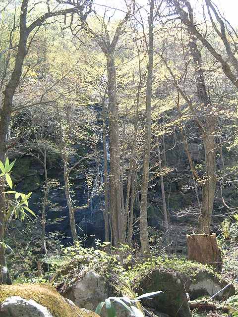 特別名勝・天然記念物・奥入瀬渓流５８の写真の写真