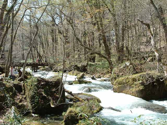 特別名勝・天然記念物・奥入瀬渓流５９の写真の写真