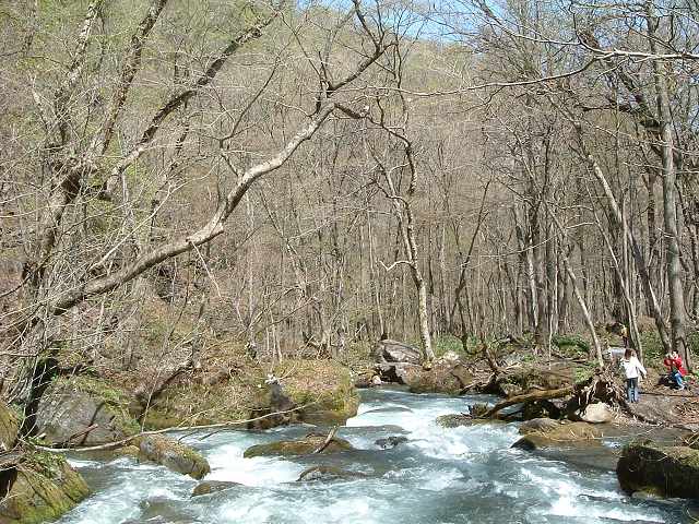 特別名勝・天然記念物・奥入瀬渓流６０の写真の写真