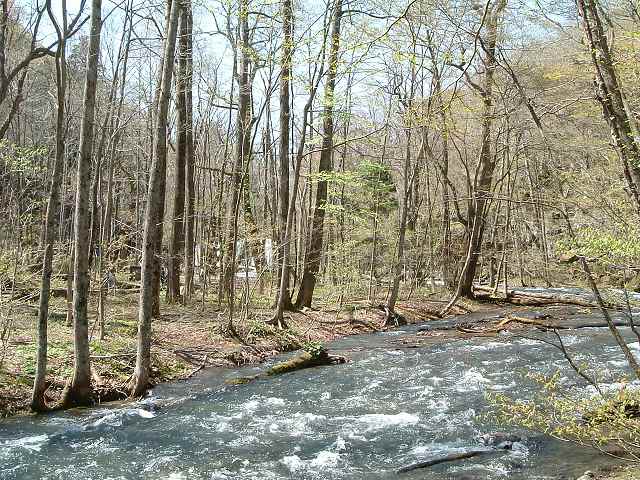特別名勝・天然記念物・奥入瀬渓流・九段の滝と銚子の滝の間の写真の写真