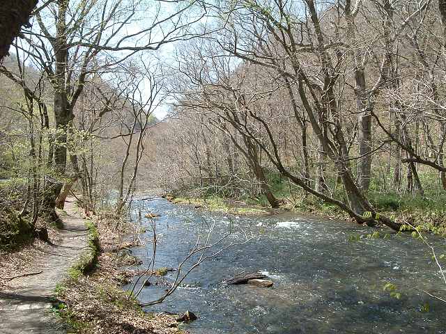 特別名勝・天然記念物・奥入瀬渓流・約14km・3時間の散策もあと少しの写真の写真