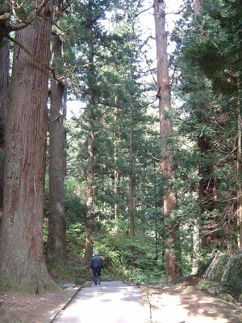 特別天然記念物・羽黒山・出羽三山神社・羽黒山のスギ並木・樹令300～600年の杉並木の写真の写真