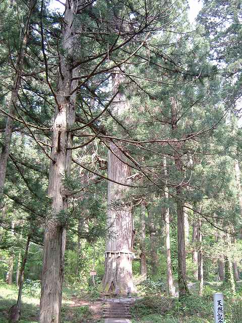 特別天然記念物・羽黒山・出羽三山神社・羽黒山のスギ並木・爺杉の写真の写真