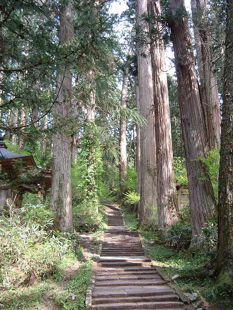 特別天然記念物・羽黒山・出羽三山神社・羽黒山のスギ並木の写真の写真