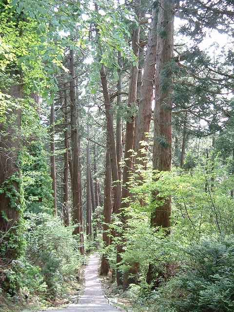 特別天然記念物・羽黒山・出羽三山神社・羽黒山のスギ並木・杉並木はまだまだ続くの写真の写真