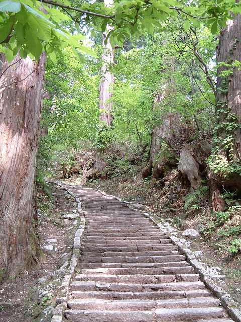 特別天然記念物・羽黒山・出羽三山神社・羽黒山のスギ並木・二の坂の写真の写真