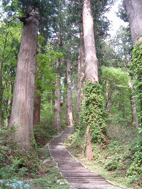特別天然記念物・羽黒山・出羽三山神社・羽黒山のスギ並木・三の坂までくるとあと少しの写真の写真