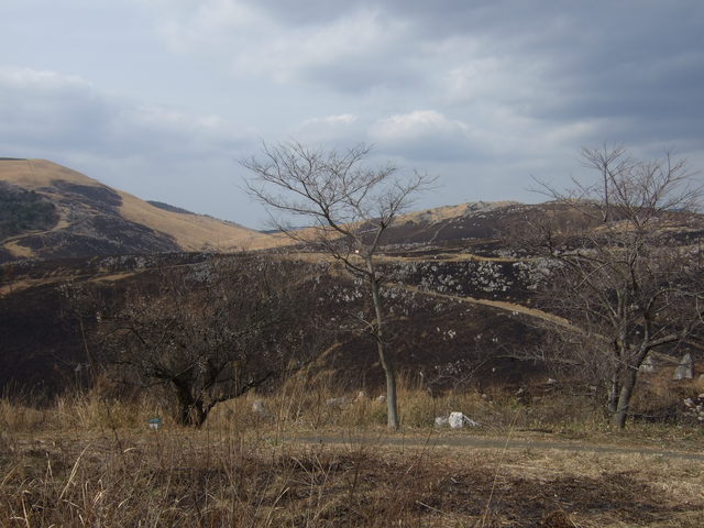 特別天然記念物・秋吉台５の写真の写真