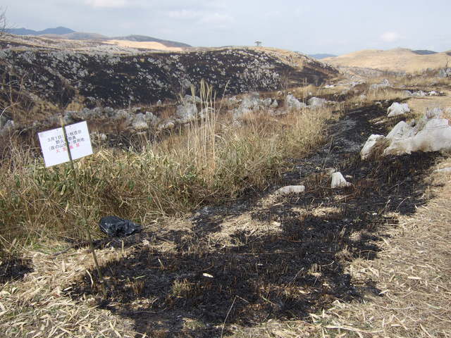 特別天然記念物・秋吉台６の写真の写真