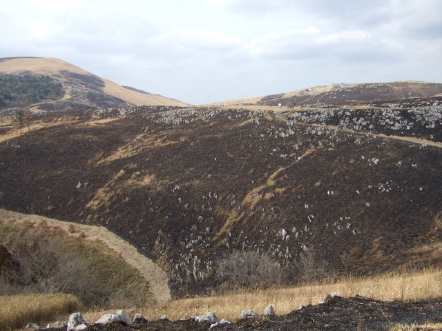 特別天然記念物・秋吉台７の写真の写真