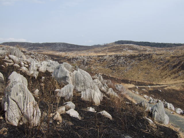 特別天然記念物・秋吉台１１の写真の写真