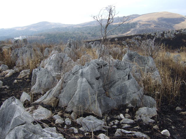 特別天然記念物・秋吉台１９の写真の写真