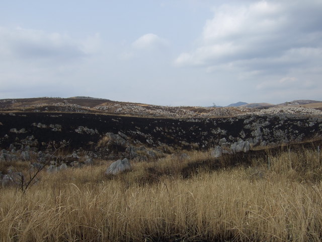 特別天然記念物・秋吉台２０の写真の写真
