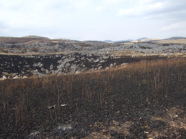 特別天然記念物・秋吉台２１の写真の写真