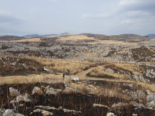 特別天然記念物・秋吉台２９の写真の写真