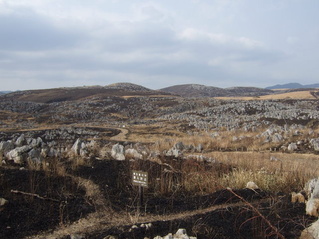 特別天然記念物・秋吉台３０の写真の写真