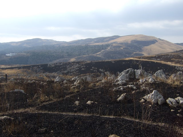 特別天然記念物・秋吉台３１の写真の写真