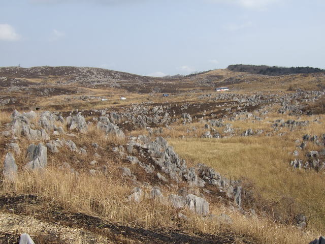 特別天然記念物・秋吉台３２の写真の写真