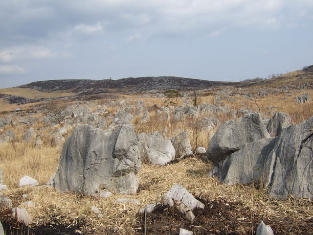 特別天然記念物・秋吉台３６の写真の写真