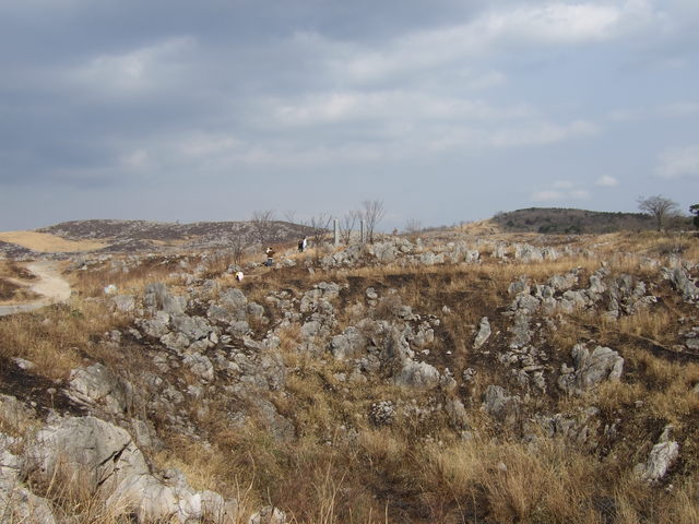 特別天然記念物・秋吉台３９の写真の写真