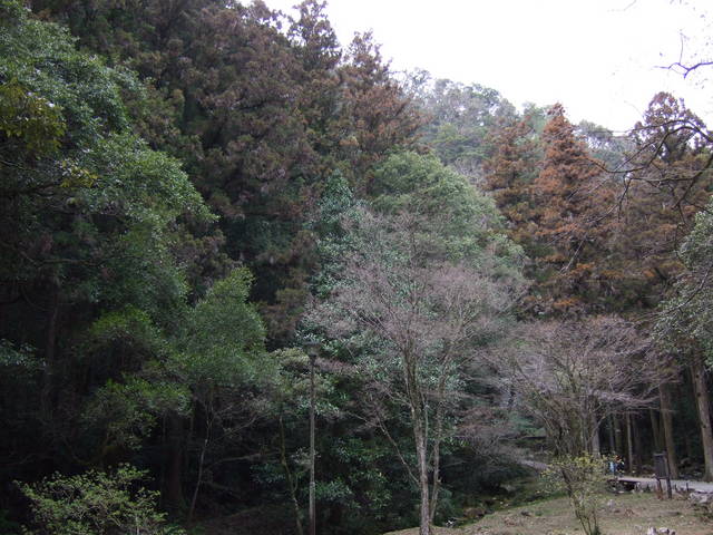 特別天然記念物・秋芳洞の写真の写真