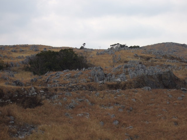 特別天然記念物・秋吉台５６の写真の写真