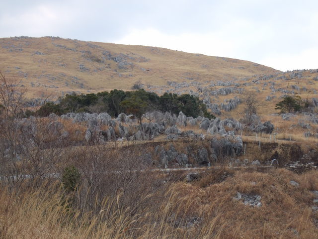 特別天然記念物・秋吉台５７の写真の写真