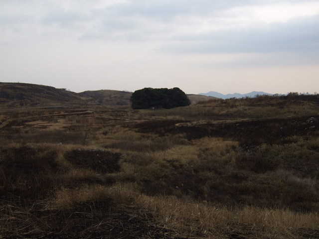 特別天然記念物・秋吉台６５の写真の写真