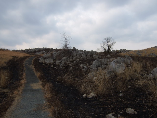 特別天然記念物・秋吉台６７の写真の写真