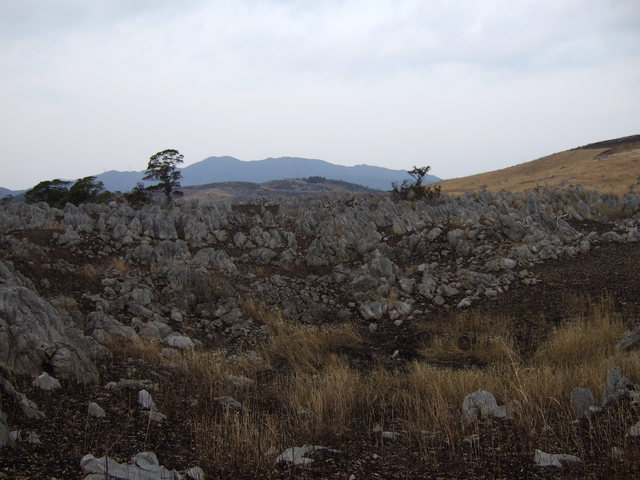 特別天然記念物・秋吉台７４の写真の写真