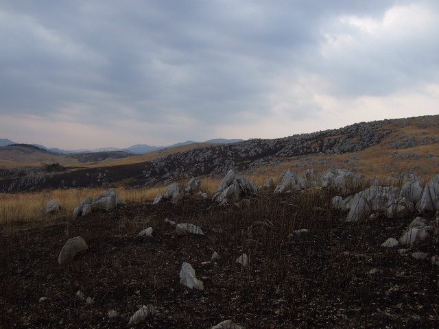 特別天然記念物・秋吉台７９の写真の写真