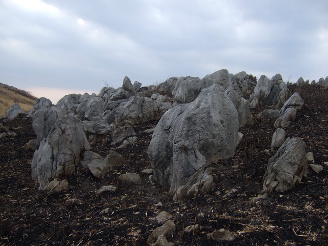 特別天然記念物・秋吉台８５の写真の写真