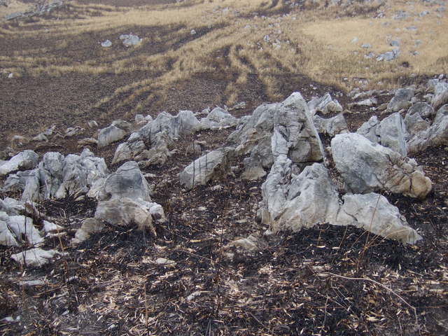 特別天然記念物・秋吉台８６の写真の写真