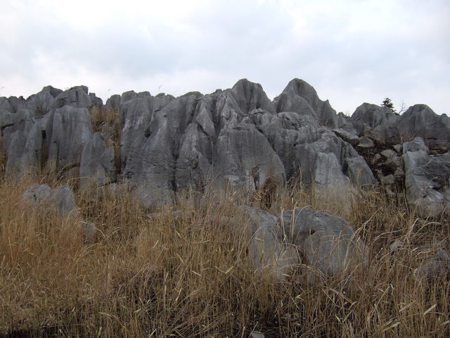 特別天然記念物・秋吉台８８の写真の写真