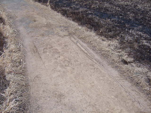 特別天然記念物・秋吉台９０の写真の写真