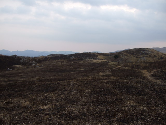 特別天然記念物・秋吉台９１の写真の写真
