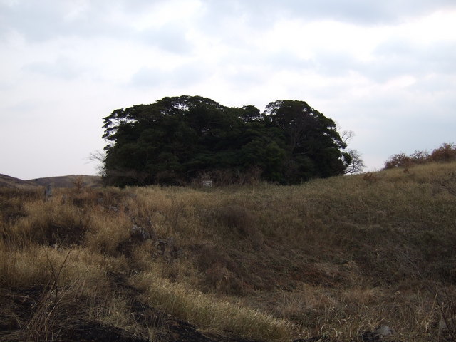特別天然記念物・秋吉台９２の写真の写真