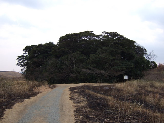 特別天然記念物・秋吉台９３の写真の写真