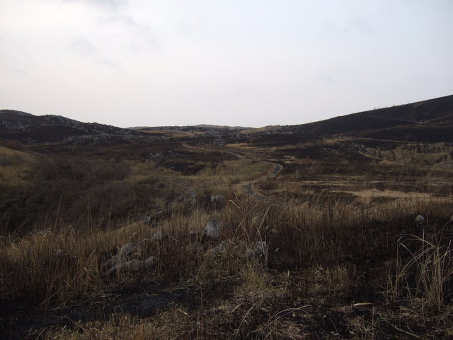 特別天然記念物・秋吉台９５の写真の写真