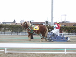 北海道遺産・ばんえい競馬４