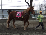 北海道遺産・ばんえい競馬１３
