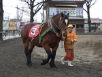 北海道遺産・ばんえい競馬・パドックを歩くレース前のばん馬