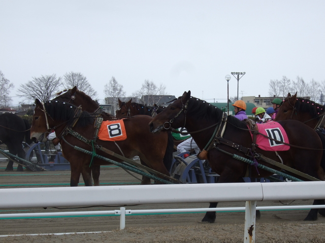北海道遺産・ばんえい競馬・ややペースダウンの写真の写真