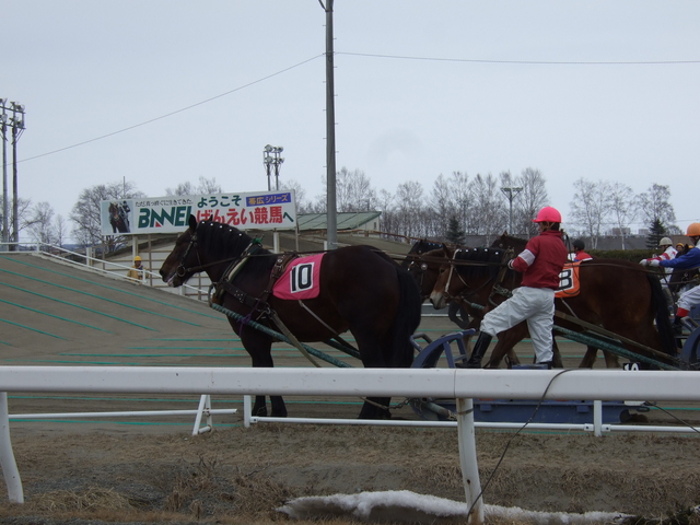 北海道遺産・ばんえい競馬・第二の坂道の手前でひとやすみの写真の写真