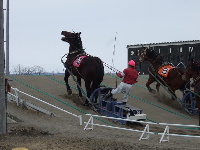 北海道遺産・ばんえい競馬・全身の力を振り絞るばん馬の写真の写真
